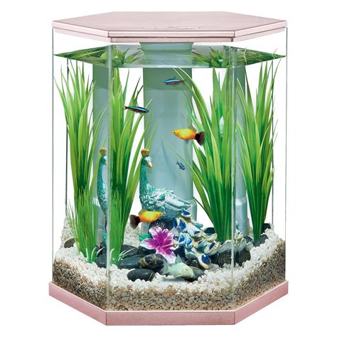best fish for 3 gallon aquarium|Iba pa.